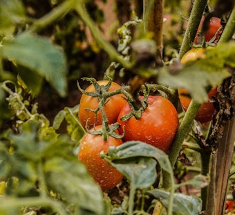 Jacksonville Garden Push Grows As Parasite Fears Spotlight Food Access