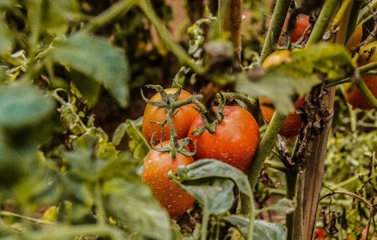 Jacksonville Garden Push Grows As Parasite Fears Spotlight Food Access