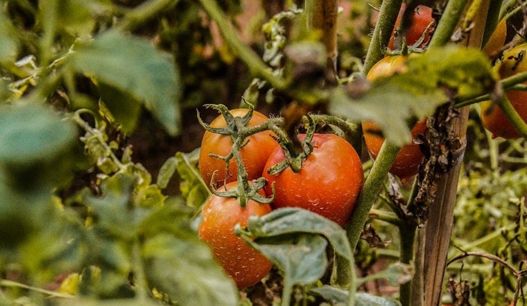 Jacksonville Garden Push Grows As Parasite Fears Spotlight Food Access