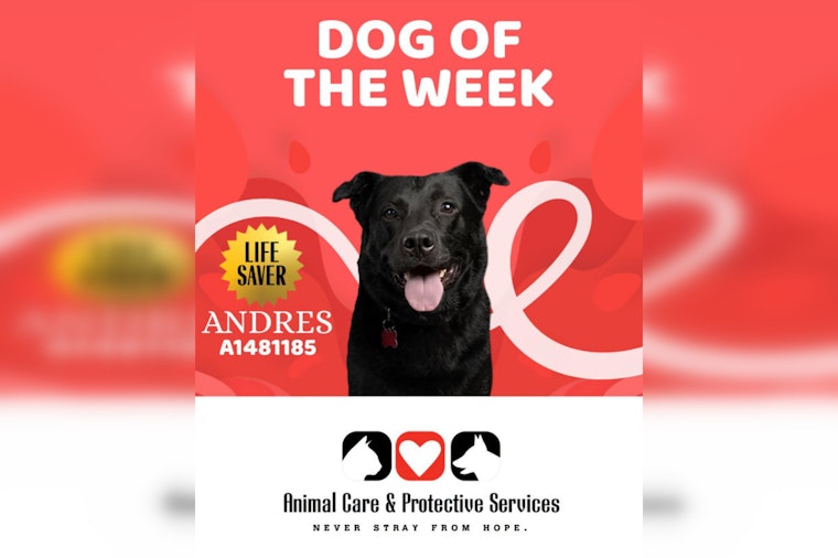 Jacksonville Hero Dog Donates Blood To Save Anemic Pup — Now He Needs A Home
