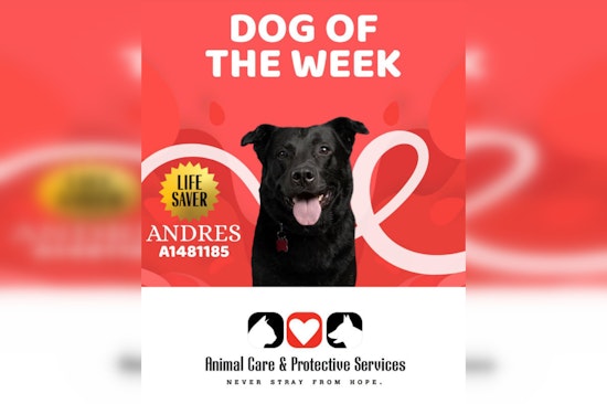 Jacksonville Hero Dog Donates Blood To Save Anemic Pup — Now He Needs A Home