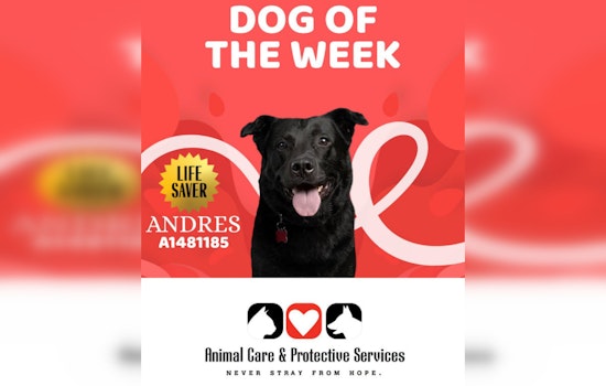 Jacksonville Hero Dog Donates Blood To Save Anemic Pup — Now He Needs A Home