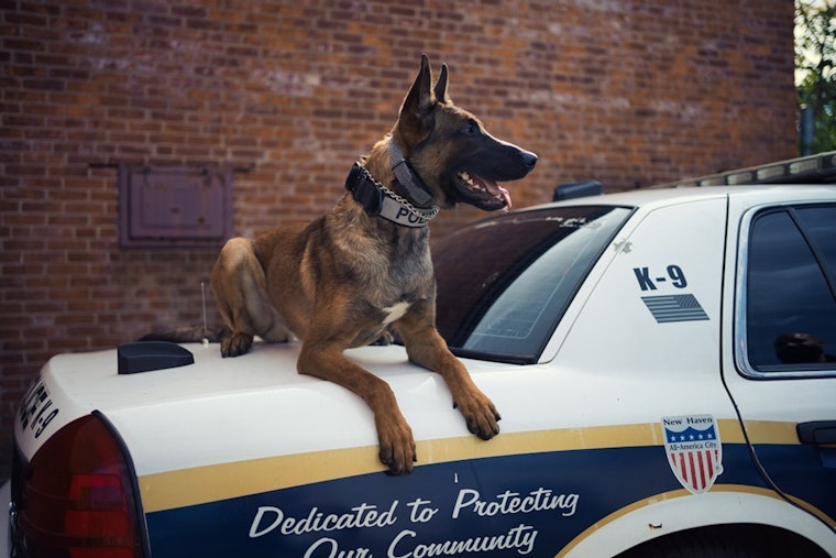Jeffersonville K-9 and Drone Help End Car Burglary Pursuit in Backyard Pool