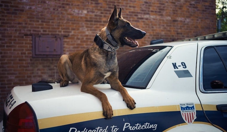 Jeffersonville K-9 and Drone Help End Car Burglary Pursuit in Backyard Pool