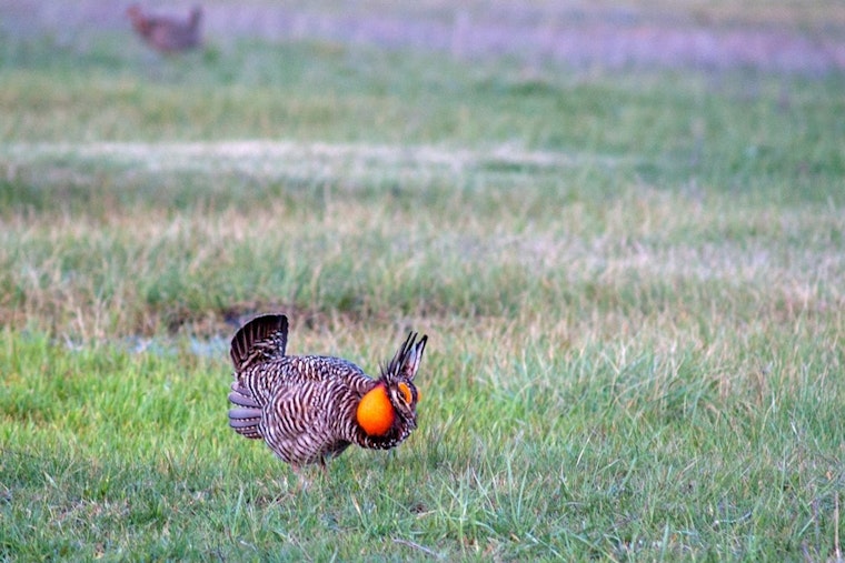Kansas Brings Back Fall Turkey Season, Raises State Park Fees Starting November
