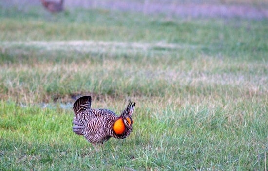 Kansas Brings Back Fall Turkey Season, Raises State Park Fees Starting November