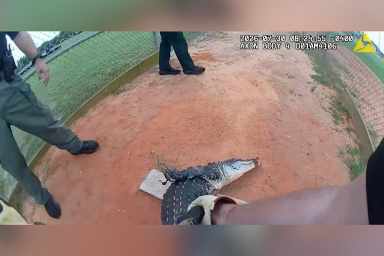 Kissimmee High School Gator Crashes Practice Before Quick Deputy Rescue