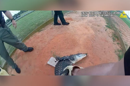 Kissimmee High School Gator Crashes Practice Before Quick Deputy Rescue