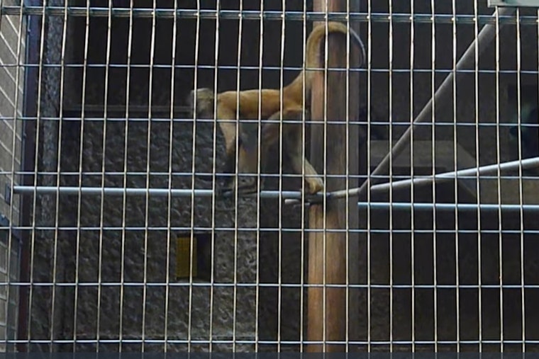 Knoxville Monkey Cap Proposal Targets 30-Primate Backyard