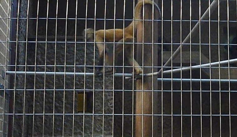 Knoxville Monkey Cap Proposal Targets 30-Primate Backyard