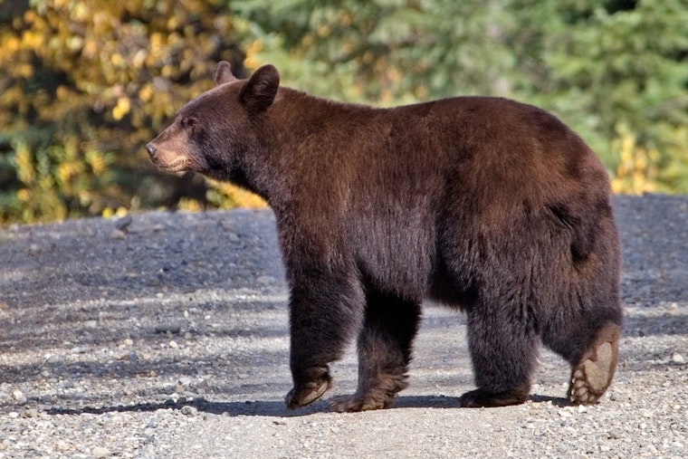 La Crescenta Spa-Day Bruin Crashes Backyard as L.A. Bear Sightings Surge