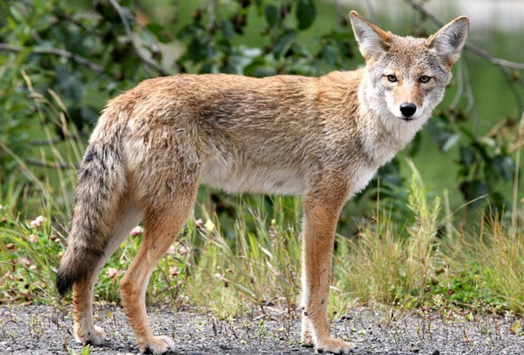 LA Dog Park Coyote Video Goes Viral Amid Safety Warnings