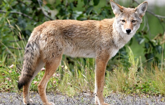 LA Dog Park Coyote Video Goes Viral Amid Safety Warnings