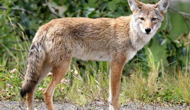 LA Dog Park Coyote Video Goes Viral Amid Safety Warnings