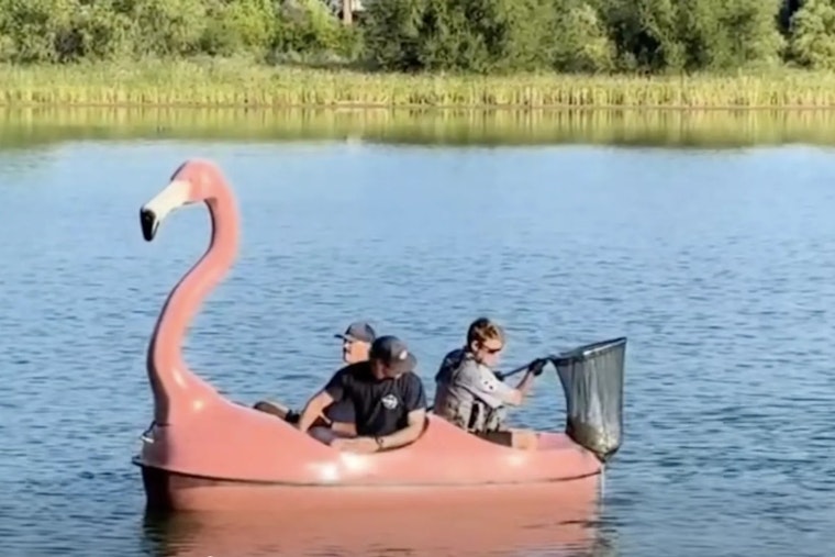 Lafayette Rescuers Grab Flamingo Pedal Boat to Save Tangled Waneka Lake Turtle