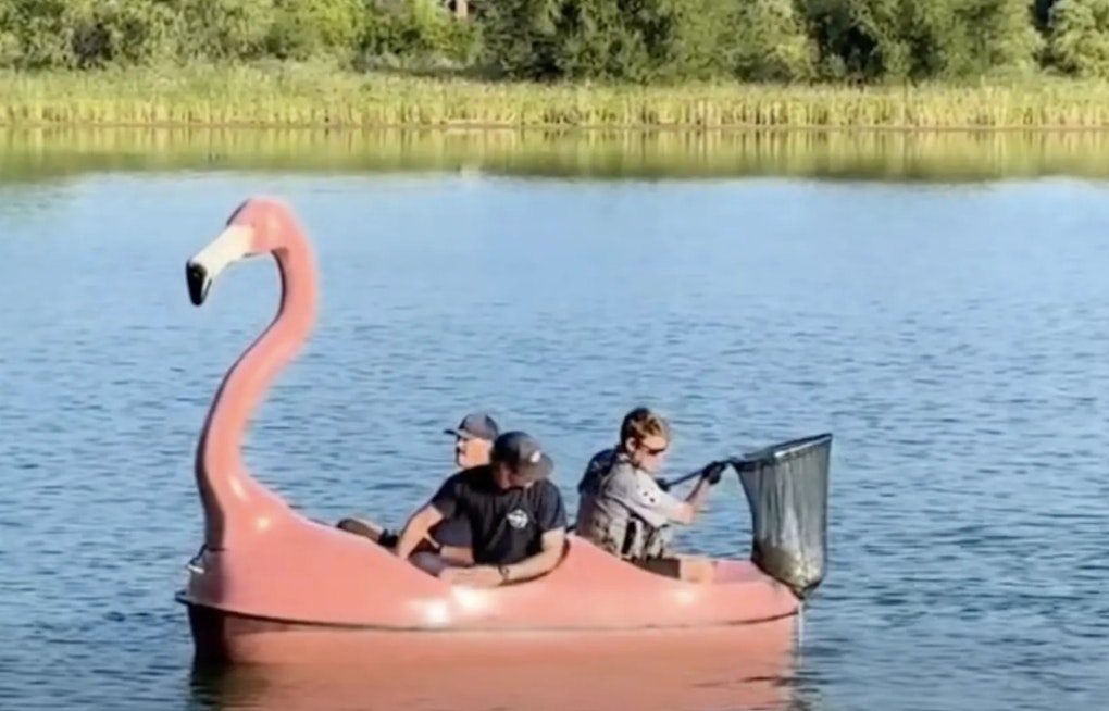 Lafayette Rescuers Grab Flamingo Pedal Boat to Save Tangled Waneka Lake Turtle
