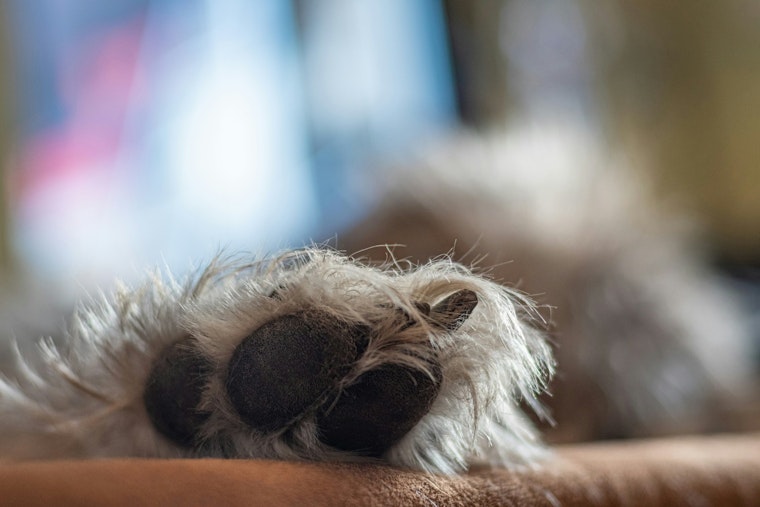 Las Vegas Family's Elderly Yorkie Vanishes in 60 Seconds, Then the Scam Texts Start