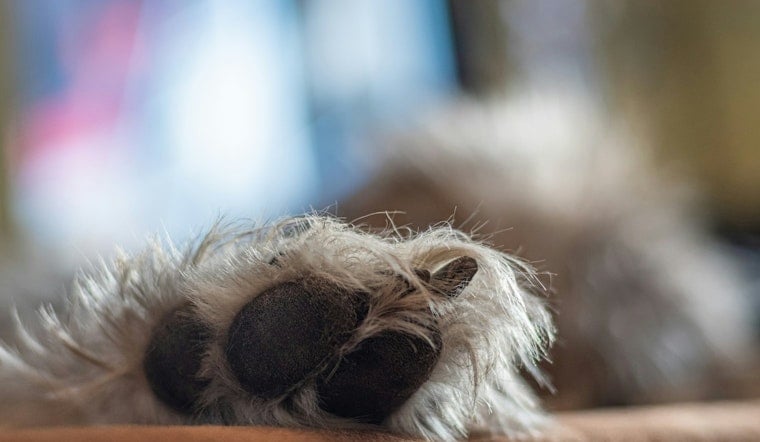 Las Vegas Family's Elderly Yorkie Vanishes in 60 Seconds, Then the Scam Texts Start