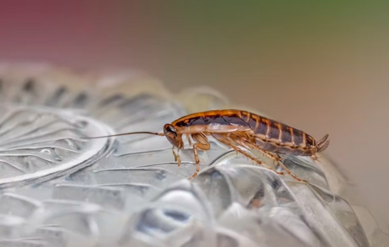 LAX Flying Food Group Workers Report Mold, Maggots, Roaches