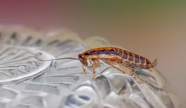 LAX Flying Food Group Workers Report Mold, Maggots, Roaches