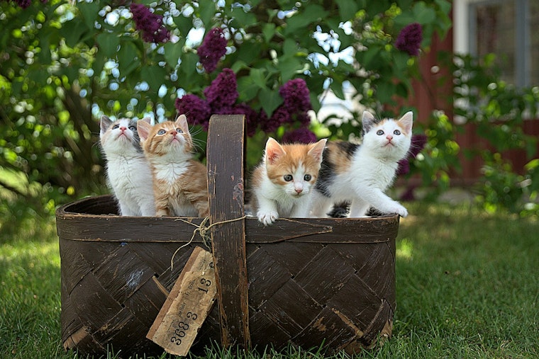 Lincoln Square’s First Cat Tour Draws 120 Cats and a Kentucky Road Trip