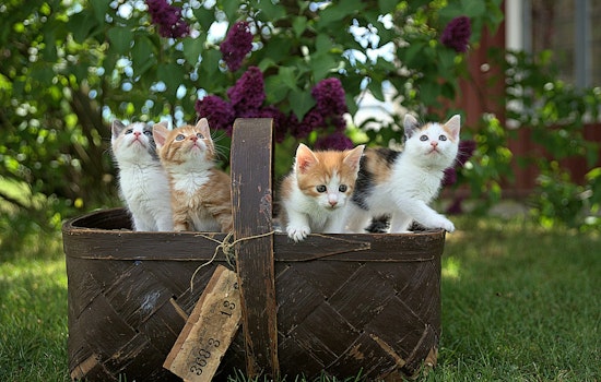 Lincoln Square’s First Cat Tour Draws 120 Cats and a Kentucky Road Trip