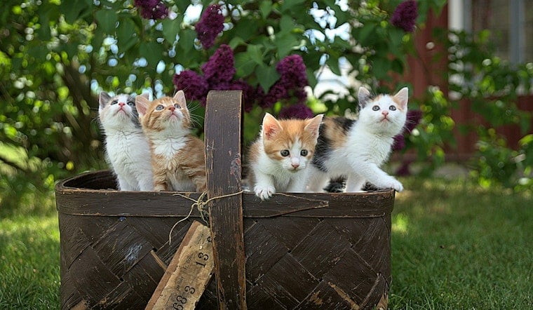 Lincoln Square’s First Cat Tour Draws 120 Cats and a Kentucky Road Trip