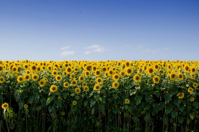 Lino Lakes Farm's 150,000 Sunflowers Bloom Across Six Acres Through September