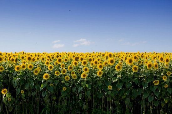Lino Lakes Farm's 150,000 Sunflowers Bloom Across Six Acres Through September