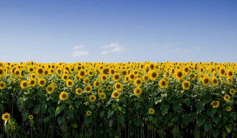 Lino Lakes Farm's 150,000 Sunflowers Bloom Across Six Acres Through September