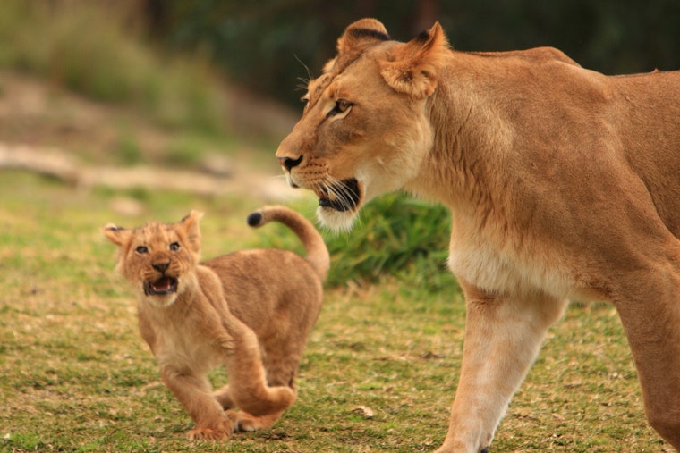 Lioness in Blue Harness and Cub Vanish After Four-Hour Indiana Manhunt