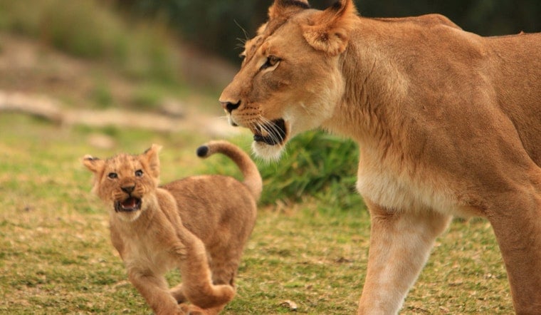 Lioness in Blue Harness and Cub Vanish After Four-Hour Indiana Manhunt