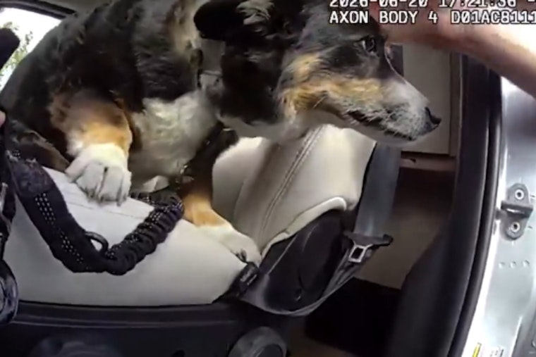 Littleton Deputy Smashes Van Window to Save Dog Trapped Nearly Four Hours