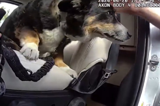Littleton Deputy Smashes Van Window to Save Dog Trapped Nearly Four Hours