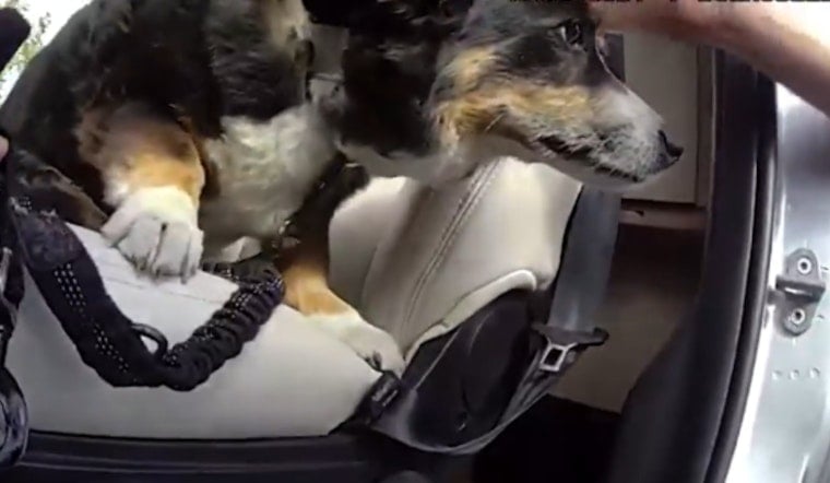 Littleton Deputy Smashes Van Window to Save Dog Trapped Nearly Four Hours