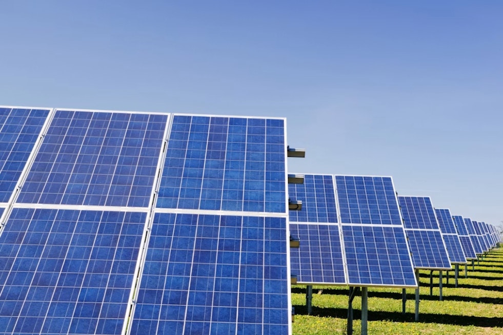 Littleton Solar Farm Grows Sunflowers and Tomatoes to Feed Denver's Hungry