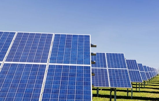 Littleton Solar Farm Grows Sunflowers and Tomatoes to Feed Denver's Hungry