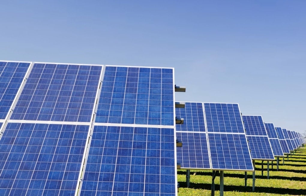Littleton Solar Farm Grows Sunflowers and Tomatoes to Feed Denver's Hungry