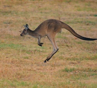 Loose Kangaroo Hops Through Bucyrus, Kansas, Stuns Tractor Supply Staff