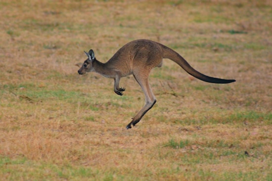 Loose Kangaroo Hops Through Bucyrus, Kansas, Stuns Tractor Supply Staff