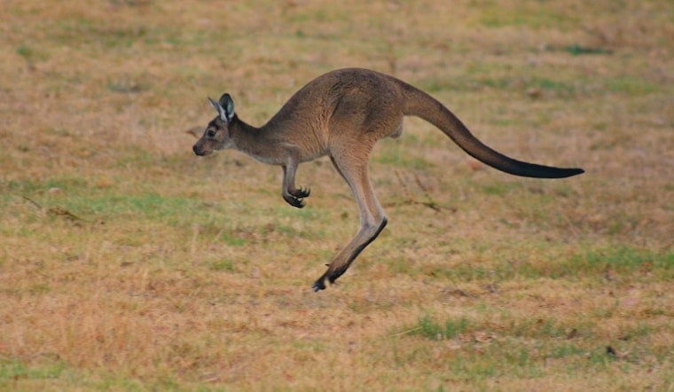 Loose Kangaroo Hops Through Bucyrus, Kansas, Stuns Tractor Supply Staff