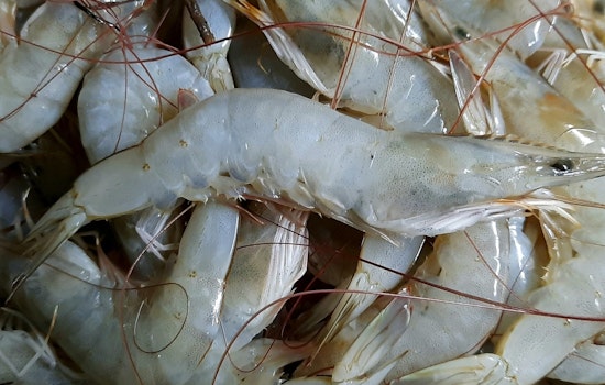 Louisiana Pushes Shrimp Season Opening to Aug. 18, Fishermen Warn of Cash Crunch