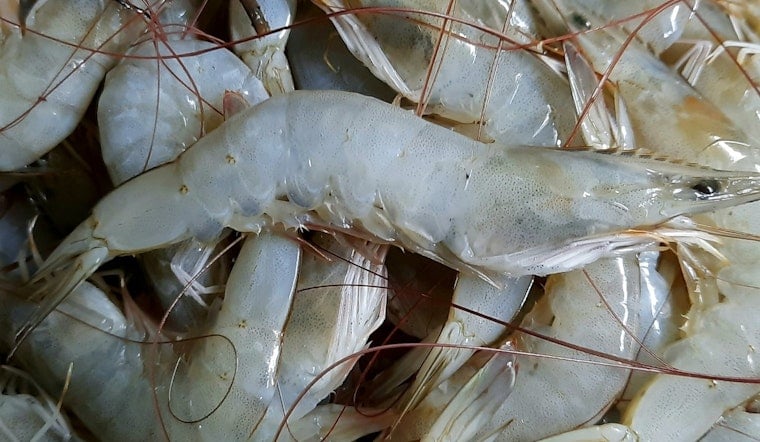 Louisiana Pushes Shrimp Season Opening to Aug. 18, Fishermen Warn of Cash Crunch