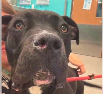 Louisville Dog Shot Through The Head Defies Odds In Unexpected Recovery