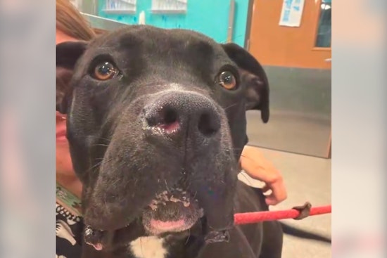 Louisville Dog Shot Through The Head Defies Odds In Unexpected Recovery