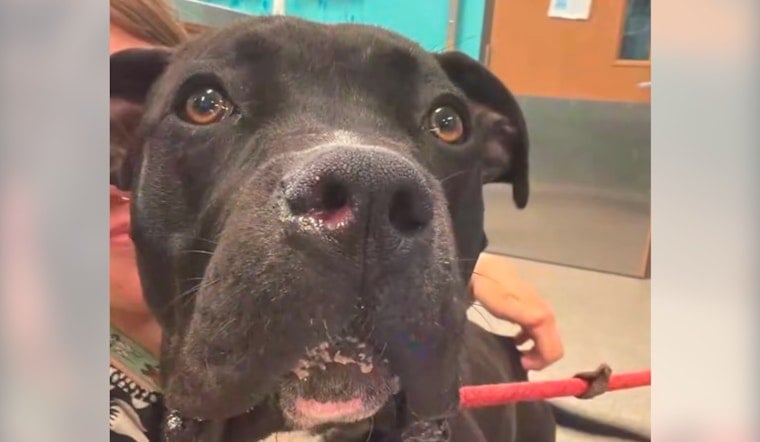 Louisville Dog Shot Through The Head Defies Odds In Unexpected Recovery
