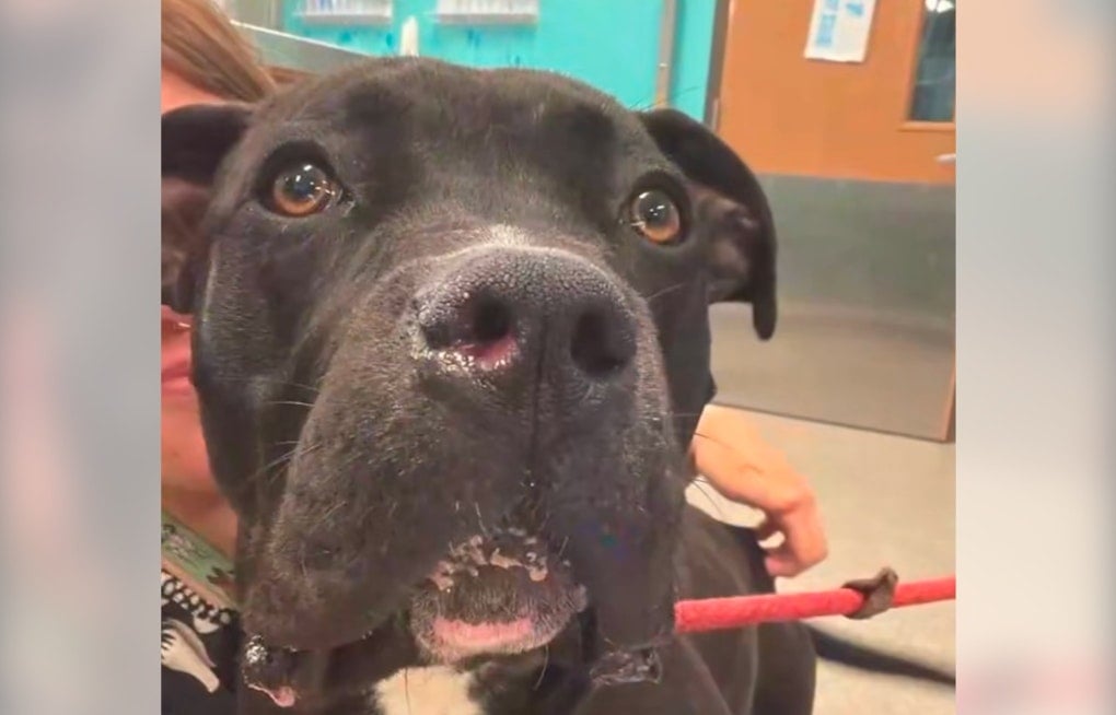 Louisville Dog Shot Through The Head Defies Odds In Unexpected Recovery