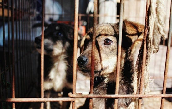 Louisville Puppy Found Strangled and Stomped in Recycling Bin, Police Hunt Attacker