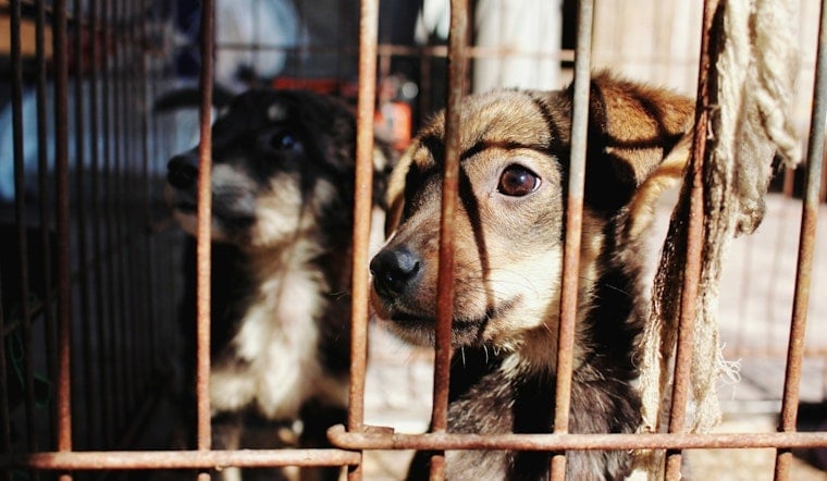 Louisville Puppy Found Strangled and Stomped in Recycling Bin, Police Hunt Attacker