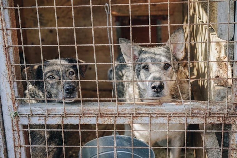 Louisville Shelter Over Capacity as 30-Plus Dogs Removed From One Home